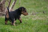 WELSH TERRIER 141